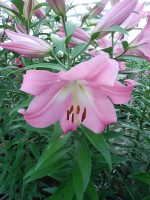 [4163 Tabledance Mak No302.JPG]